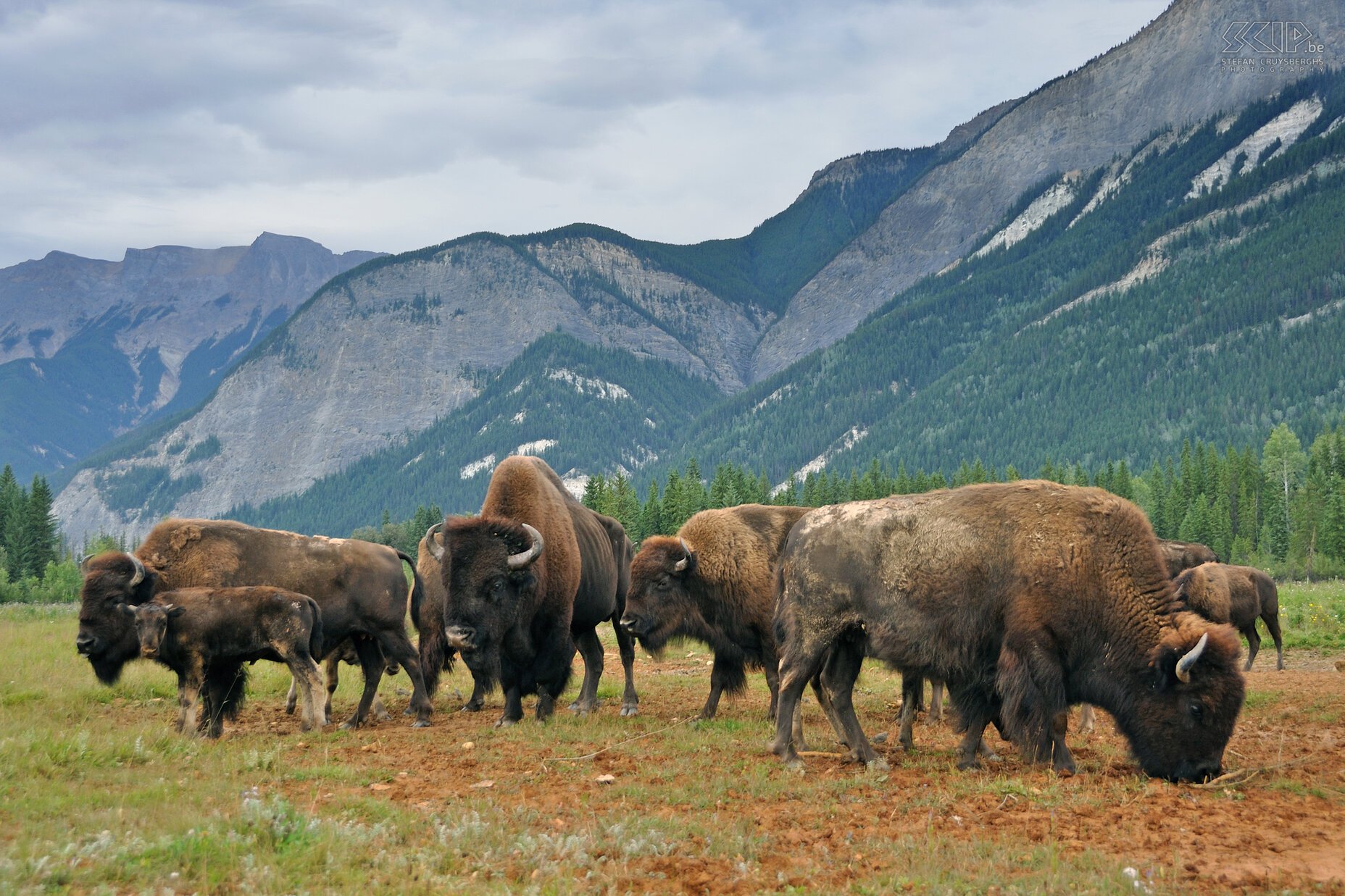 Golden - Bizons Bizons in de Rocky Mountain Buffalo Ranch in Blaeberry in Golden Stefan Cruysberghs